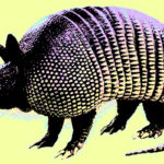 armadillo
