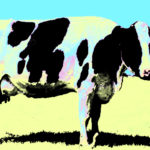 vaca
