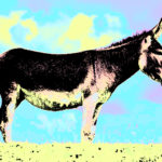 Burro
